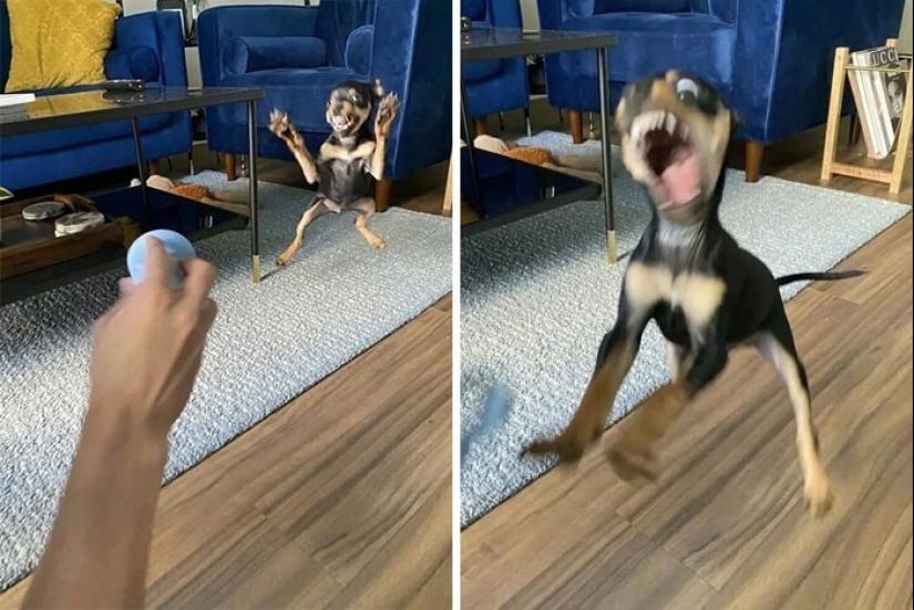 Qué tontos: 20 + fotos divertidas de perros para el estado de ánimo Qué tontos: 20 + fotos divertidas de perros para el estado de ánimo