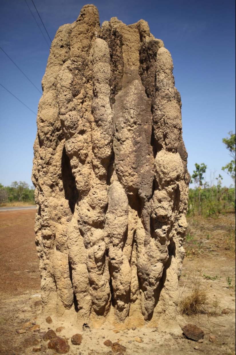 Quiénes son los Caminantes Grises de Australia Quiénes son los Caminantes Grises de Australia