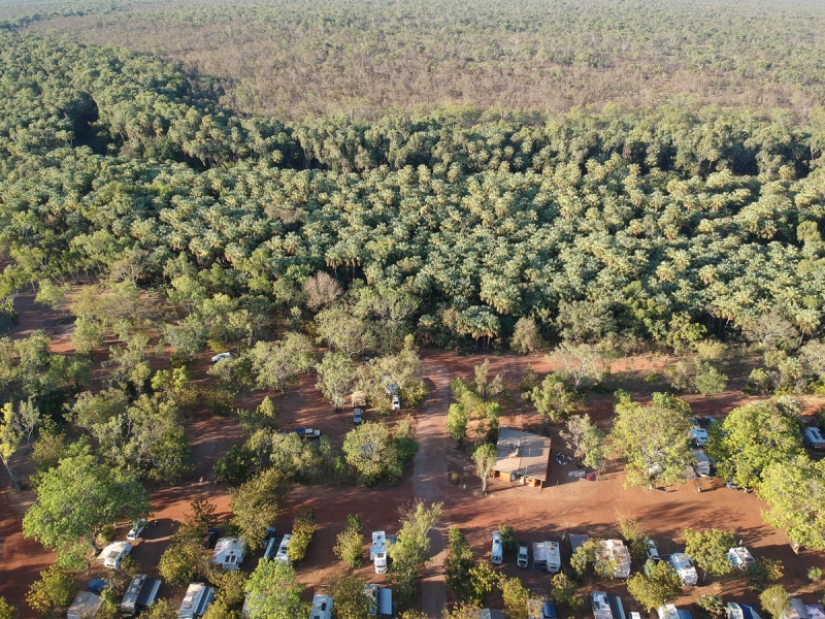 Quiénes son los Caminantes Grises de Australia Quiénes son los Caminantes Grises de Australia