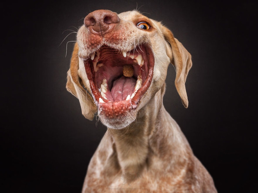 Quieres un delicioso y no raskoryachishsya: divertido perros coger los alimentos