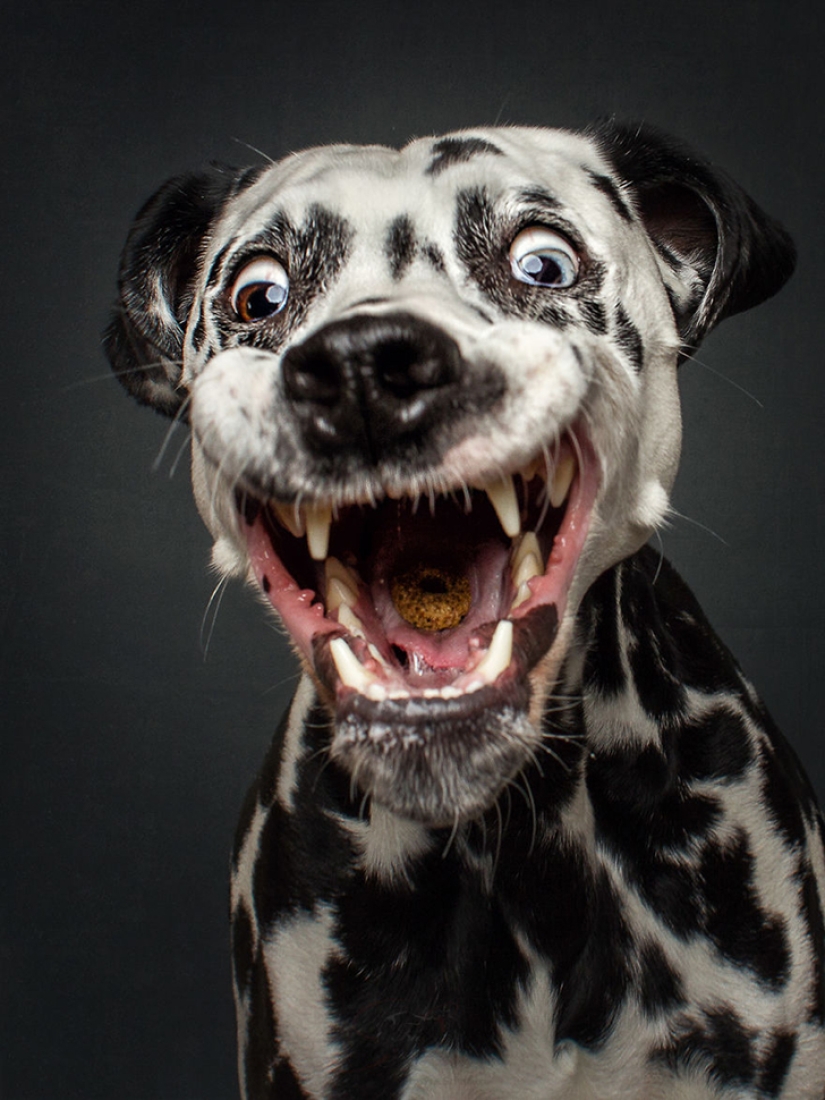 Quieres un delicioso y no raskoryachishsya: divertido perros coger los alimentos