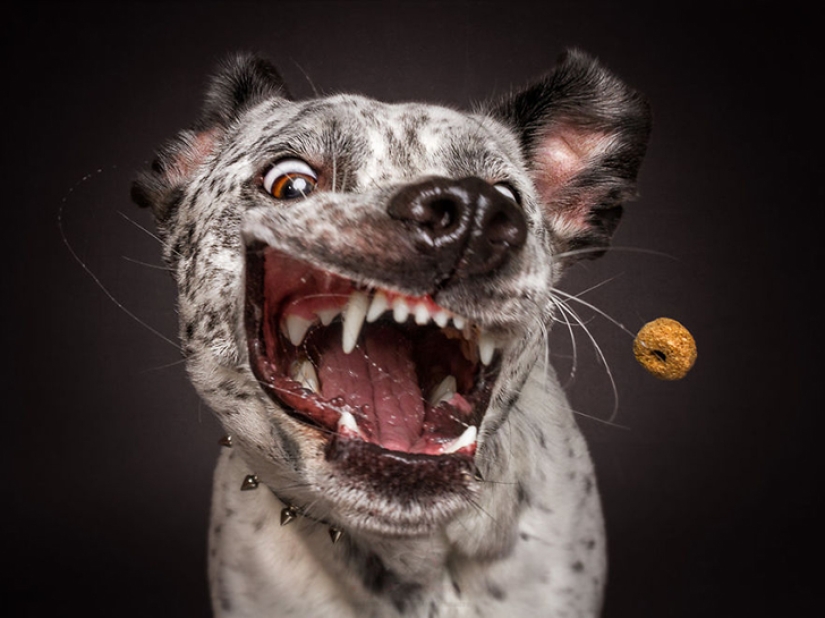 Quieres un delicioso y no raskoryachishsya: divertido perros coger los alimentos