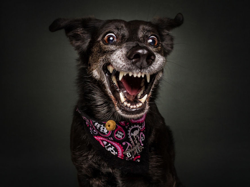 Quieres un delicioso y no raskoryachishsya: divertido perros coger los alimentos