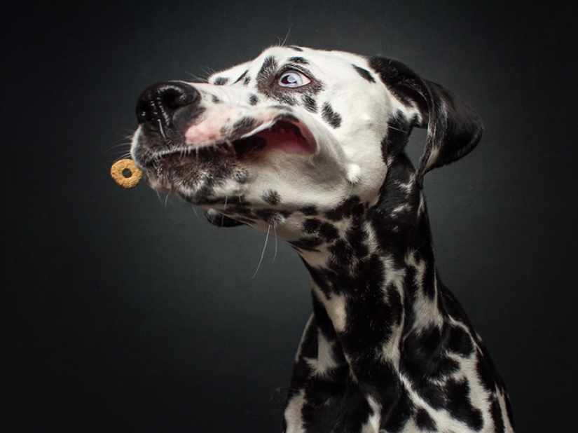 Quieres un delicioso y no raskoryachishsya: divertido perros coger los alimentos