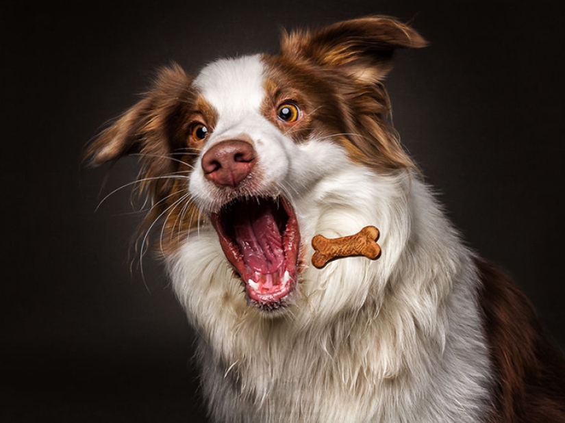 Quieres un delicioso y no raskoryachishsya: divertido perros coger los alimentos