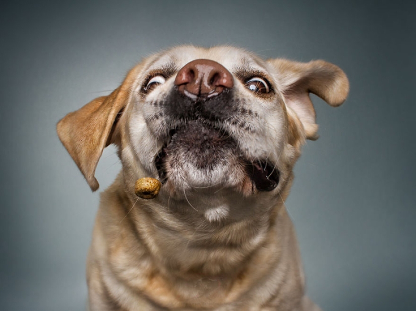 Quieres un delicioso y no raskoryachishsya: divertido perros coger los alimentos