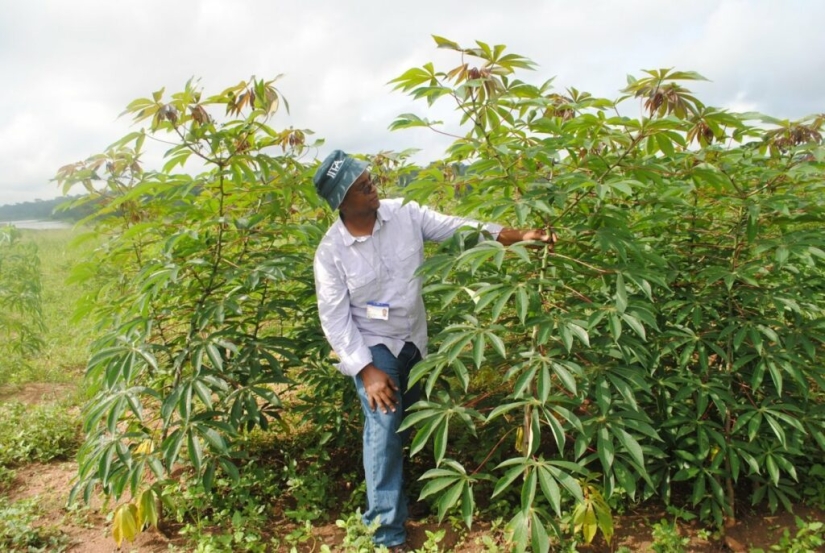 Quinientos millones de personas en la Tierra consumen un producto mortal