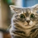 Rain of diamonds and wedding Mak: 20+ crazy facts, you will certainly want to check in Google Rain of diamonds and wedding Mak: 20+ crazy facts, you will certainly want to check in Google