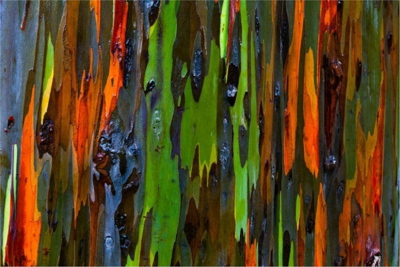 Rainbow Eucalyptus Rainbow Eucalyptus