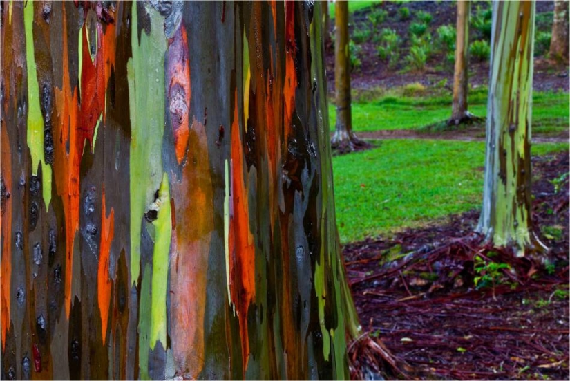 Rainbow Eucalyptus Rainbow Eucalyptus