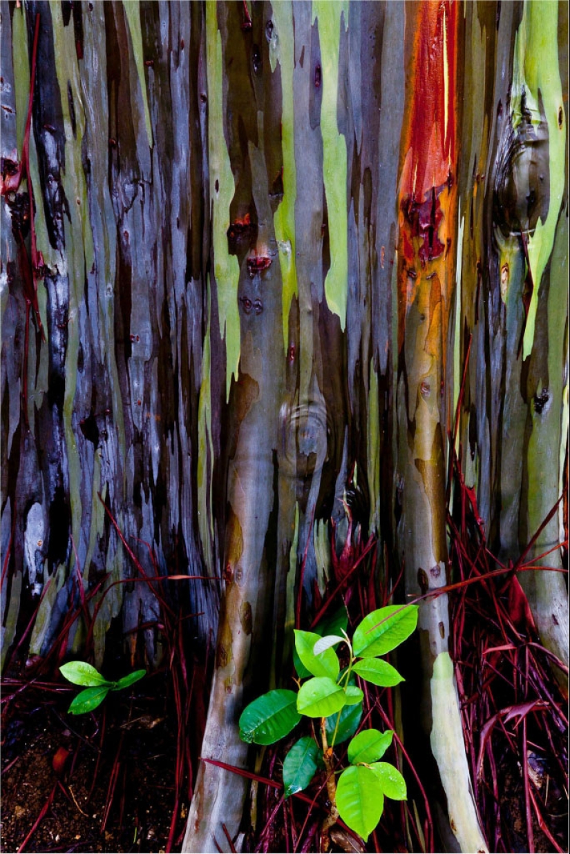 Rainbow Eucalyptus Rainbow Eucalyptus