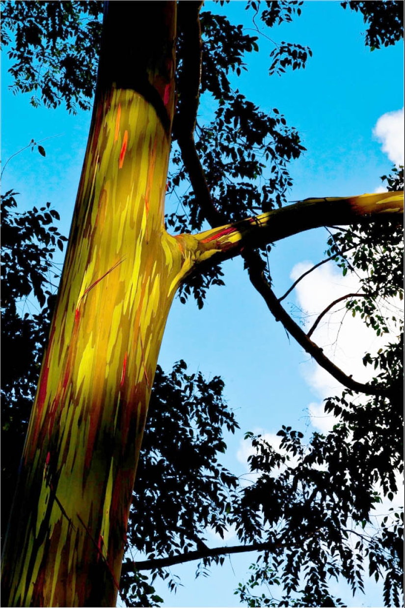 Rainbow Eucalyptus Rainbow Eucalyptus