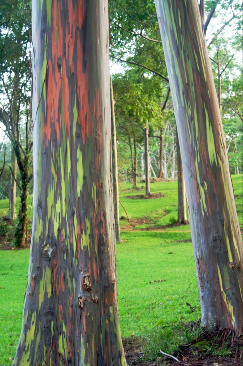 Rainbow Eucalyptus Rainbow Eucalyptus