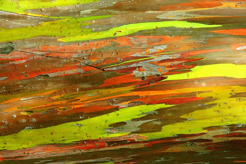 Rainbow Eucalyptus Rainbow Eucalyptus