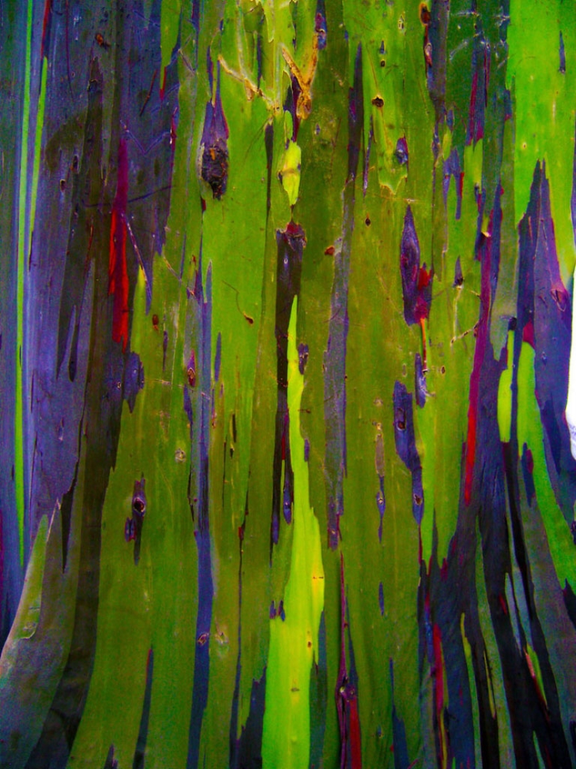 Rainbow Eucalyptus Rainbow Eucalyptus