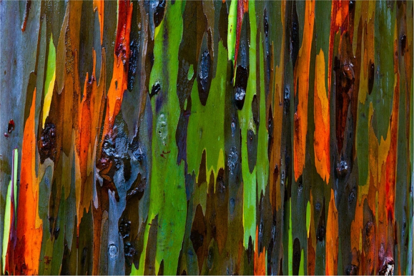 Rainbow Eucalyptus Rainbow Eucalyptus