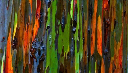 Rainbow Eucalyptus Rainbow Eucalyptus