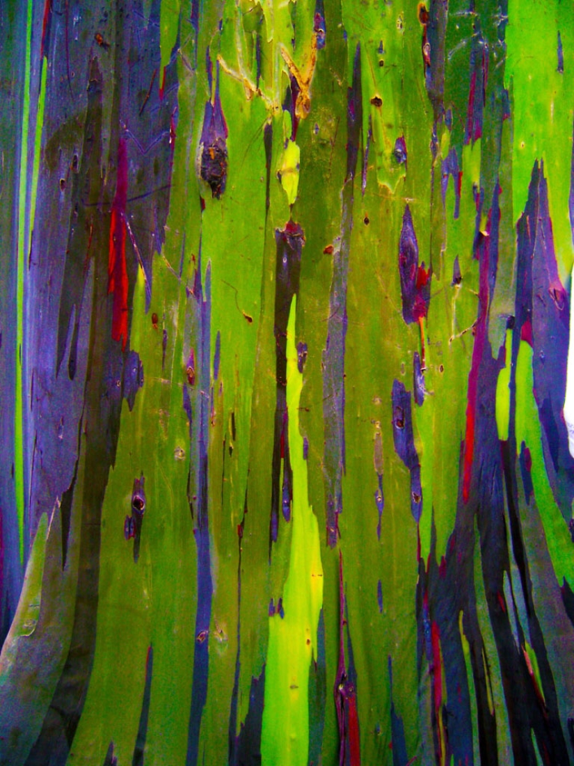 Rainbow Eucalyptus Rainbow Eucalyptus