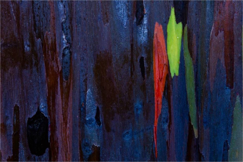 Rainbow Eucalyptus Rainbow Eucalyptus
