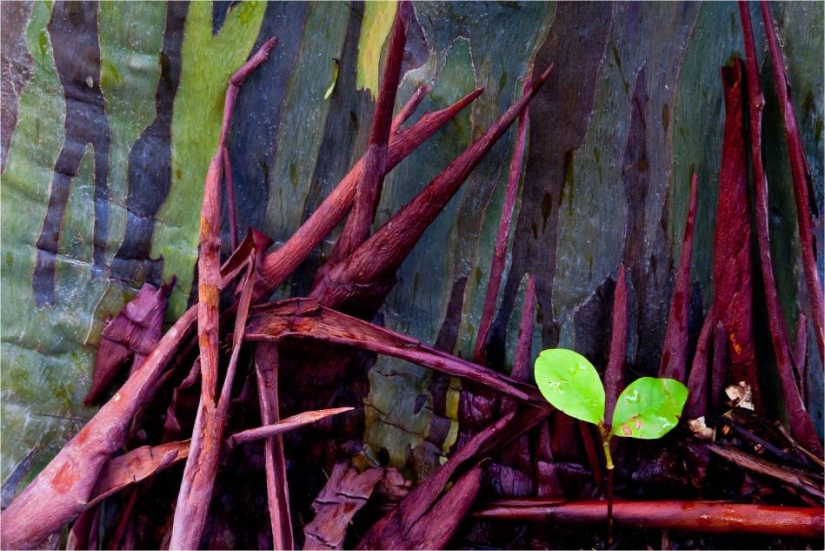 Rainbow Eucalyptus Rainbow Eucalyptus