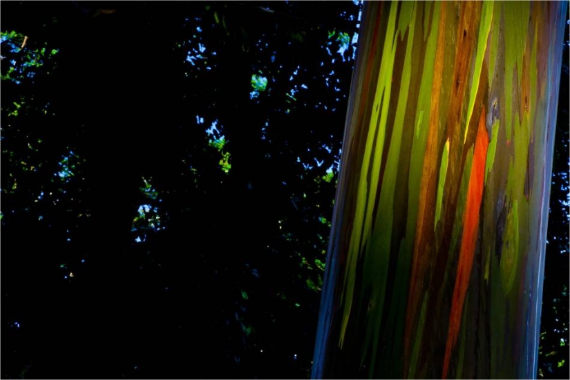 Rainbow Eucalyptus Rainbow Eucalyptus
