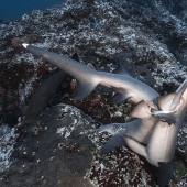 Rare photos of sharks having sex Rare photos of sharks having sex