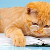 Rating of the most intelligent animals Rating of the most intelligent animals