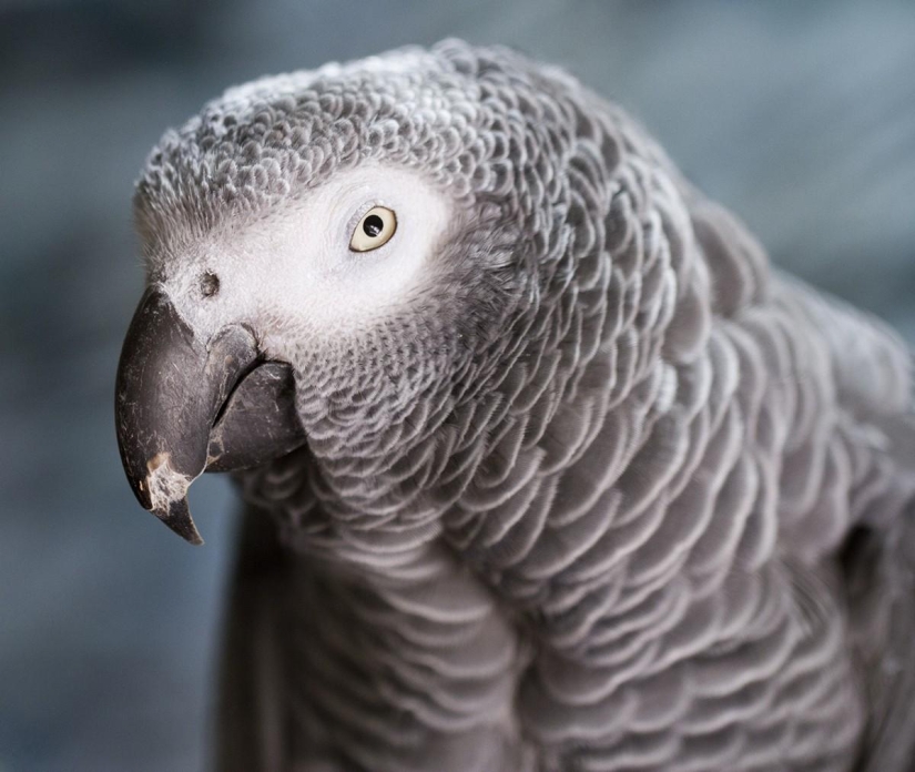 Rating of the most intelligent animals