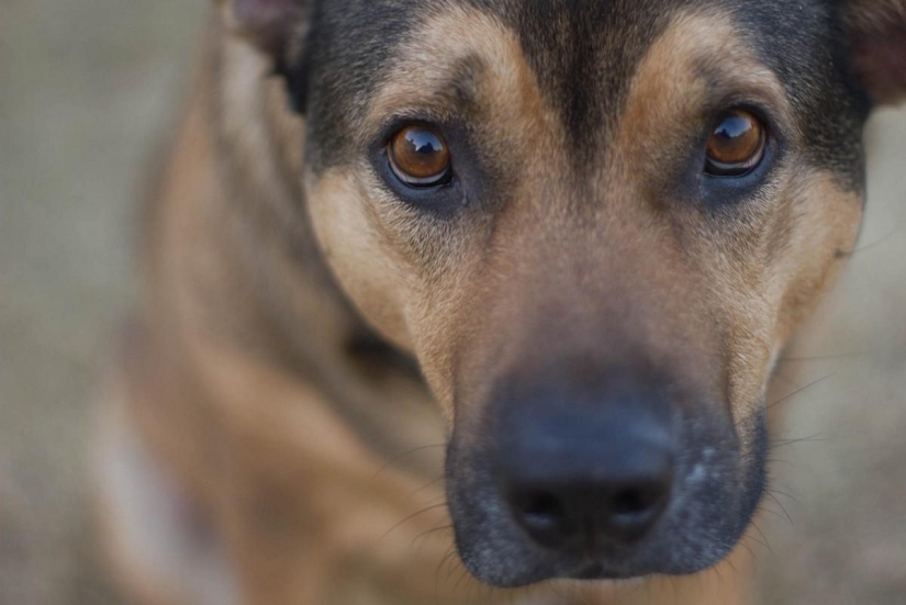 Rating of the most intelligent animals