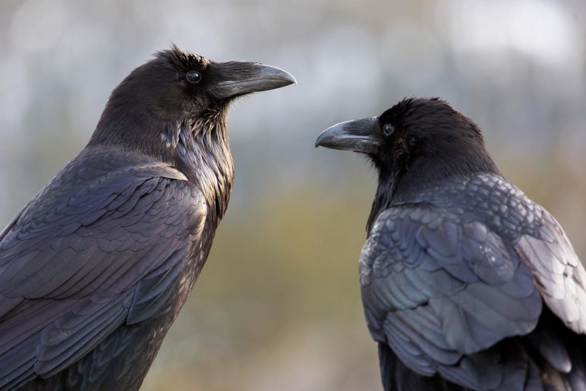 Rating of the most intelligent animals
