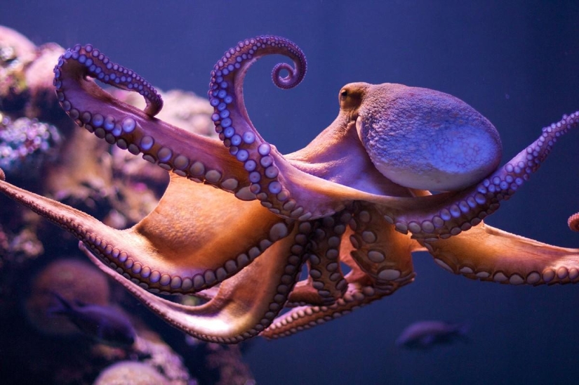 Rating of the most intelligent animals