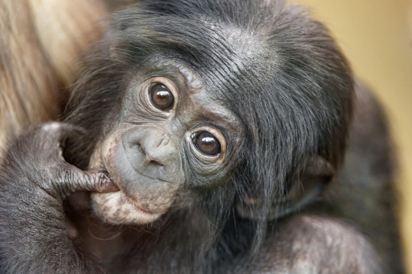 Rating of the most intelligent animals