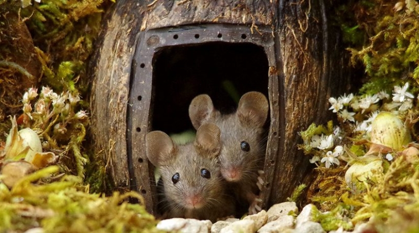 Ratón pueblo fotógrafo Británico Simon Dell