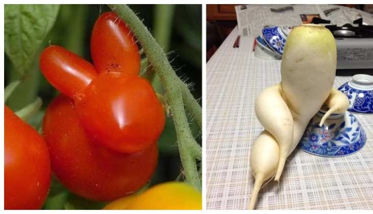 Rábano de fantasía y otras frutas-verduras que han olvidado que son plantas Rábano de fantasía y otras frutas-verduras que han olvidado que son plantas