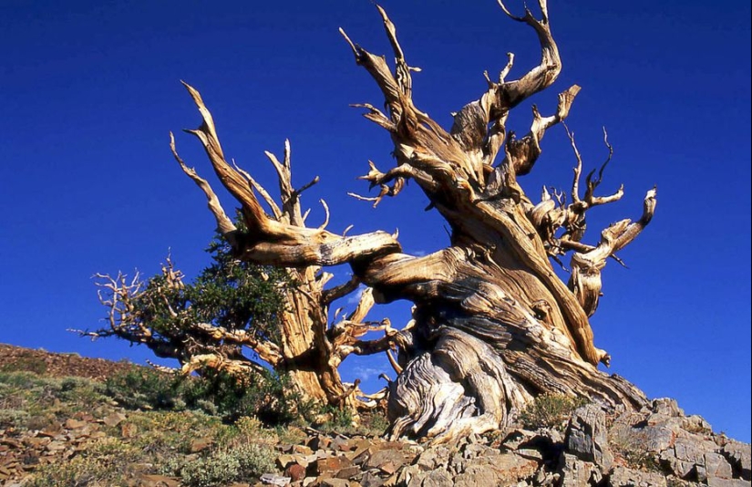 Árboles a los que el tiempo mismo teme: el más antiguo de los pinos de cono Erizado tiene más de 4,7 mil años Árboles a los que el tiempo mismo teme: el más antiguo de los pinos de cono Erizado tiene más de 4,7 mil años