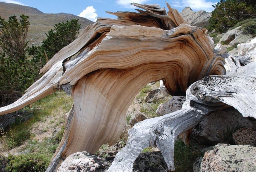 Árboles a los que el tiempo mismo teme: el más antiguo de los pinos de cono Erizado tiene más de 4,7 mil años Árboles a los que el tiempo mismo teme: el más antiguo de los pinos de cono Erizado tiene más de 4,7 mil años