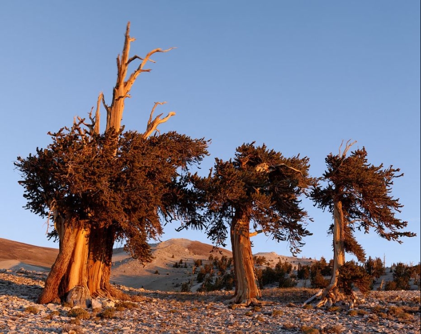 Árboles a los que el tiempo mismo teme: el más antiguo de los pinos de cono Erizado tiene más de 4,7 mil años Árboles a los que el tiempo mismo teme: el más antiguo de los pinos de cono Erizado tiene más de 4,7 mil años