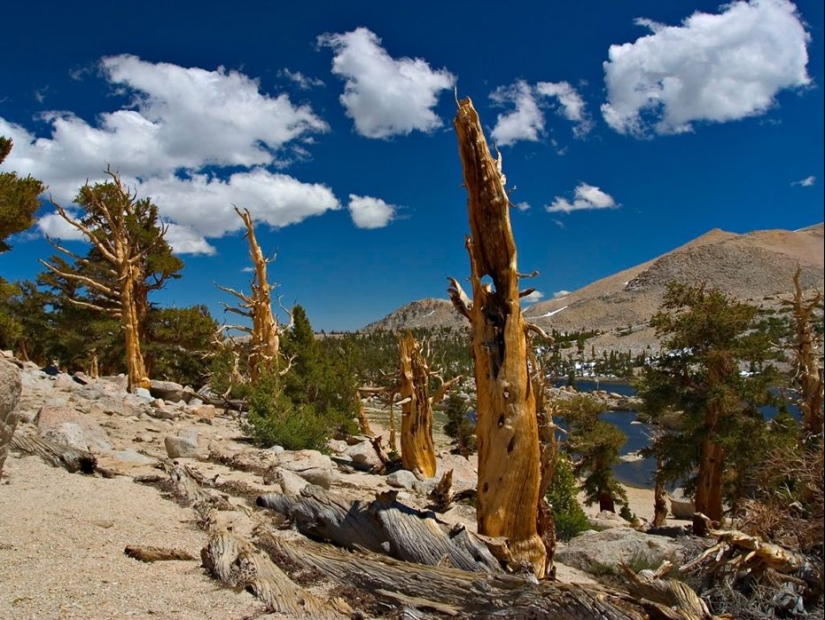 Árboles a los que el tiempo mismo teme: el más antiguo de los pinos de cono Erizado tiene más de 4,7 mil años Árboles a los que el tiempo mismo teme: el más antiguo de los pinos de cono Erizado tiene más de 4,7 mil años