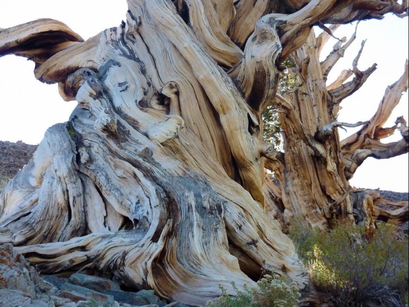 Árboles a los que el tiempo mismo teme: el más antiguo de los pinos de cono Erizado tiene más de 4,7 mil años Árboles a los que el tiempo mismo teme: el más antiguo de los pinos de cono Erizado tiene más de 4,7 mil años