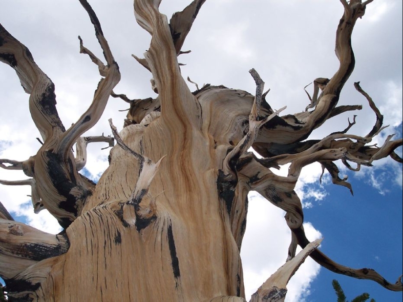 Árboles a los que el tiempo mismo teme: el más antiguo de los pinos de cono Erizado tiene más de 4,7 mil años Árboles a los que el tiempo mismo teme: el más antiguo de los pinos de cono Erizado tiene más de 4,7 mil años