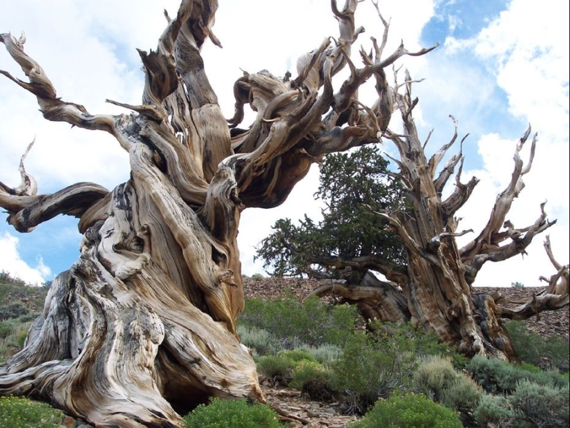 Árboles a los que el tiempo mismo teme: el más antiguo de los pinos de cono Erizado tiene más de 4,7 mil años Árboles a los que el tiempo mismo teme: el más antiguo de los pinos de cono Erizado tiene más de 4,7 mil años
