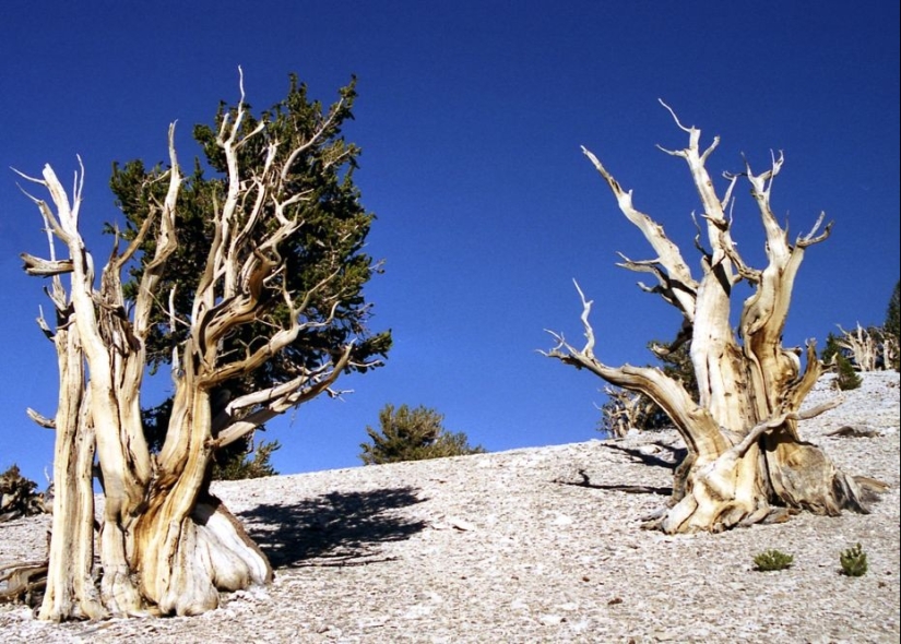Árboles a los que el tiempo mismo teme: el más antiguo de los pinos de cono Erizado tiene más de 4,7 mil años Árboles a los que el tiempo mismo teme: el más antiguo de los pinos de cono Erizado tiene más de 4,7 mil años