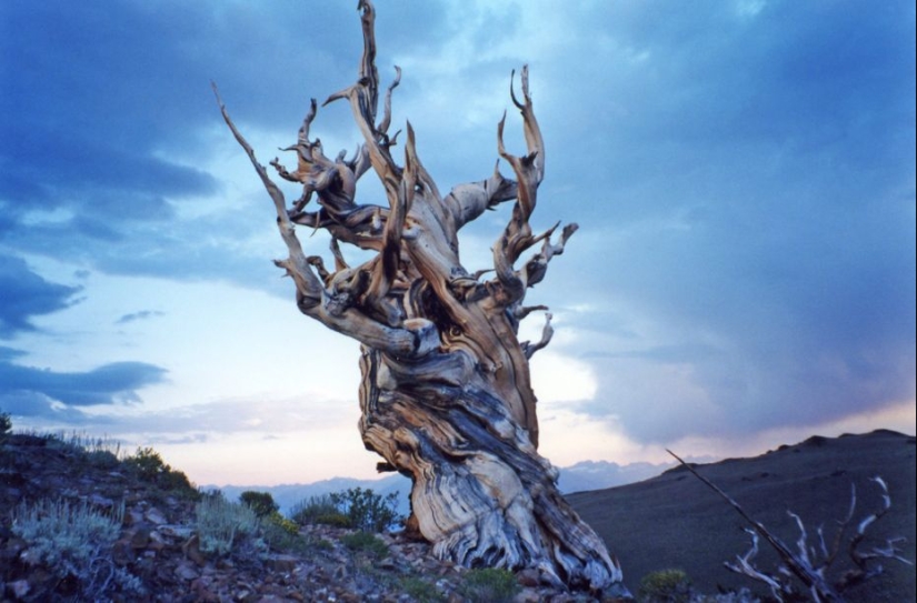 Árboles a los que el tiempo mismo teme: el más antiguo de los pinos de cono Erizado tiene más de 4,7 mil años Árboles a los que el tiempo mismo teme: el más antiguo de los pinos de cono Erizado tiene más de 4,7 mil años