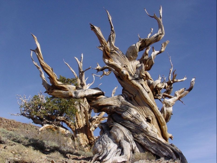 Árboles a los que el tiempo mismo teme: el más antiguo de los pinos de cono Erizado tiene más de 4,7 mil años Árboles a los que el tiempo mismo teme: el más antiguo de los pinos de cono Erizado tiene más de 4,7 mil años