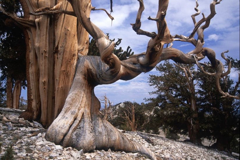 Árboles a los que el tiempo mismo teme: el más antiguo de los pinos de cono Erizado tiene más de 4,7 mil años Árboles a los que el tiempo mismo teme: el más antiguo de los pinos de cono Erizado tiene más de 4,7 mil años