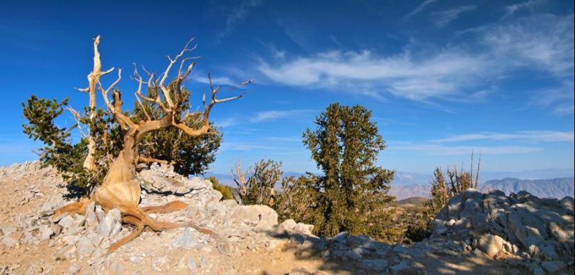 Árboles a los que el tiempo mismo teme: el más antiguo de los pinos de cono Erizado tiene más de 4,7 mil años Árboles a los que el tiempo mismo teme: el más antiguo de los pinos de cono Erizado tiene más de 4,7 mil años