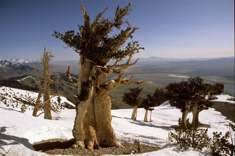 Árboles a los que el tiempo mismo teme: el más antiguo de los pinos de cono Erizado tiene más de 4,7 mil años Árboles a los que el tiempo mismo teme: el más antiguo de los pinos de cono Erizado tiene más de 4,7 mil años