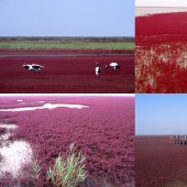 Red Beach in China Red Beach in China