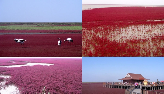 Red Beach in China Red Beach in China