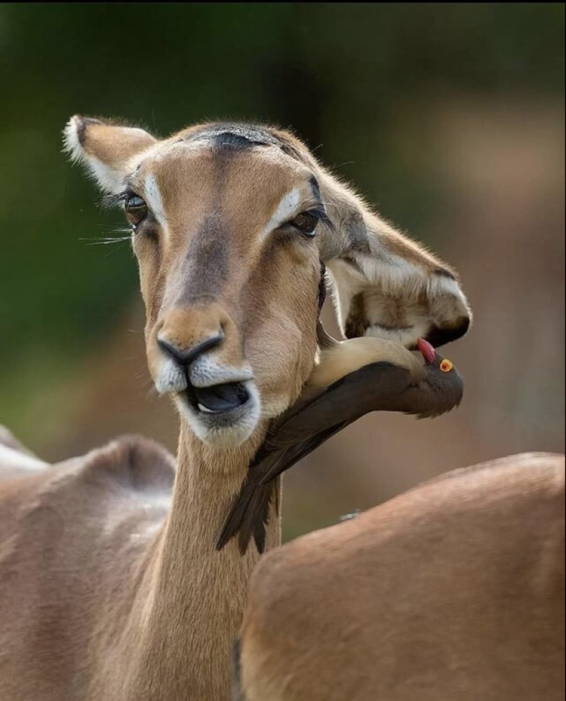 Resultó, parecía: 22 fotos que son engañosas